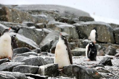 The penguin on the limestone during the day
